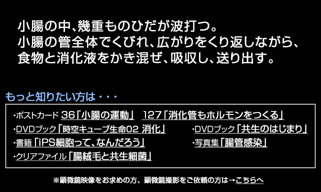 小腸の運動