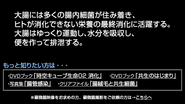 大腸の運動