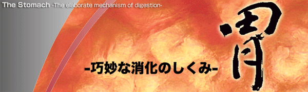The Stomach -The elaborate mechanism of digestion-